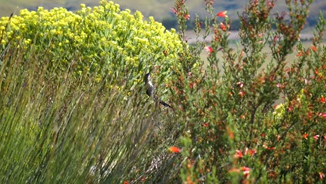 cape sugarbird in fynbos vegetation drinking nectar from native flowers