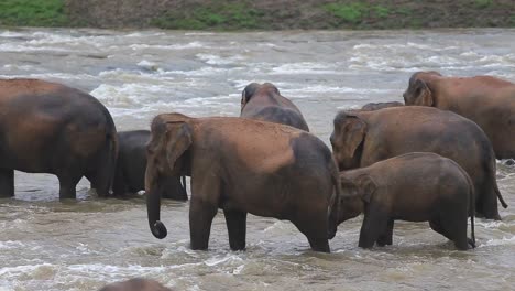 large group of elephants bathing in a rushing river