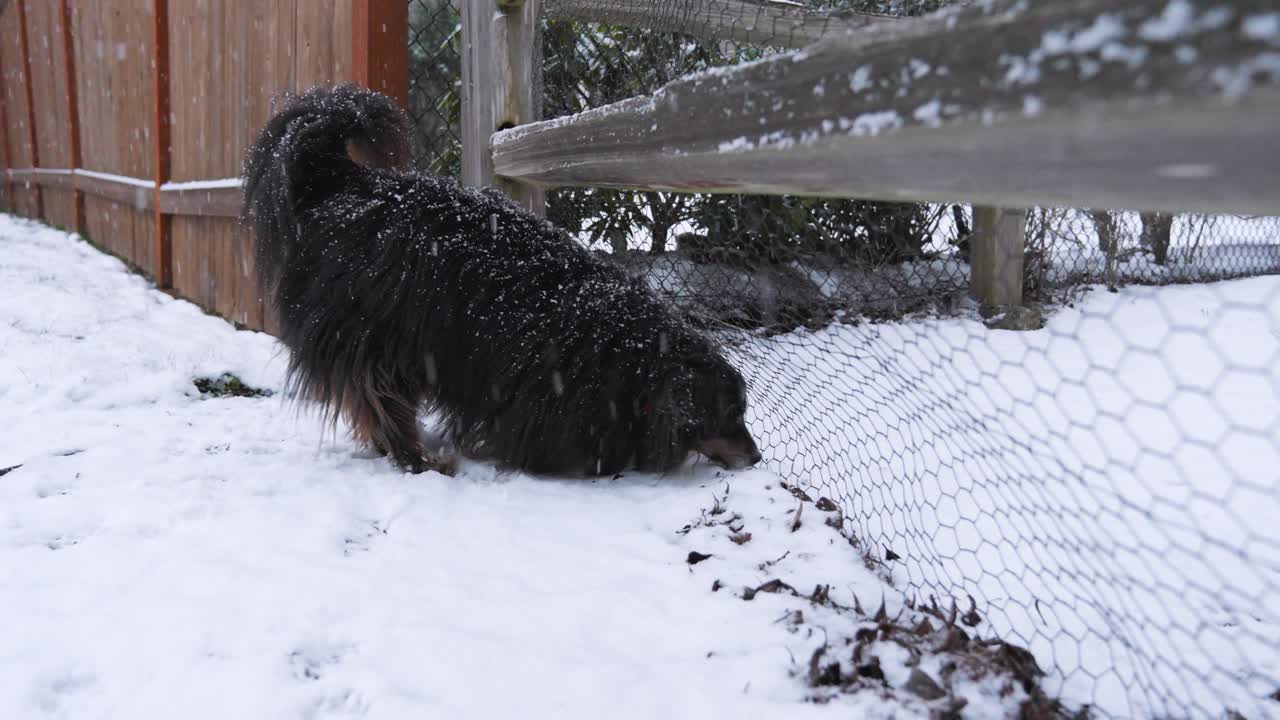 Cute, black Mini Australian Shepherd sniffs backyard fence in freshly fallen snow