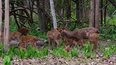 Der-Eldhirsch-Ist-Aufgrund-Von-Lebensraumverlust-Und-Jagd-Eine-Vom-Aussterben-Bedrohte-Art