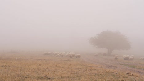 ovejas en un campo de niebla