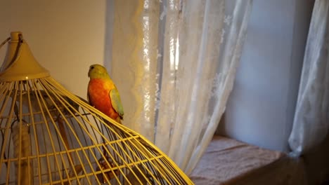 pájaros periquitos domésticos de interior sentados en una jaula moviéndose y volando