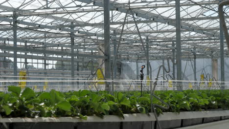 wassersprinkleranlage im industriellen erdbeergewächshaus. statisch