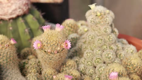 pequeño racimo de cactus en flor