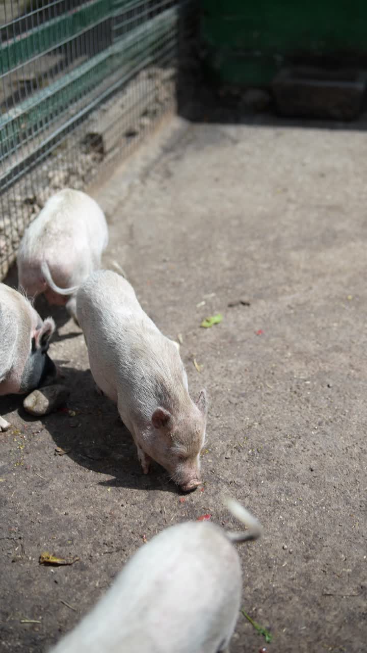 창고에 힌 돼지