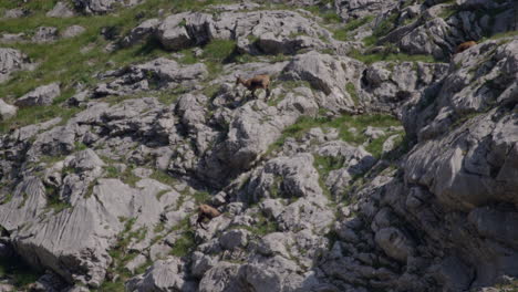 Herd-of-Chamois-walking,-grazing-and-climbing-high-up-in-the-mountains