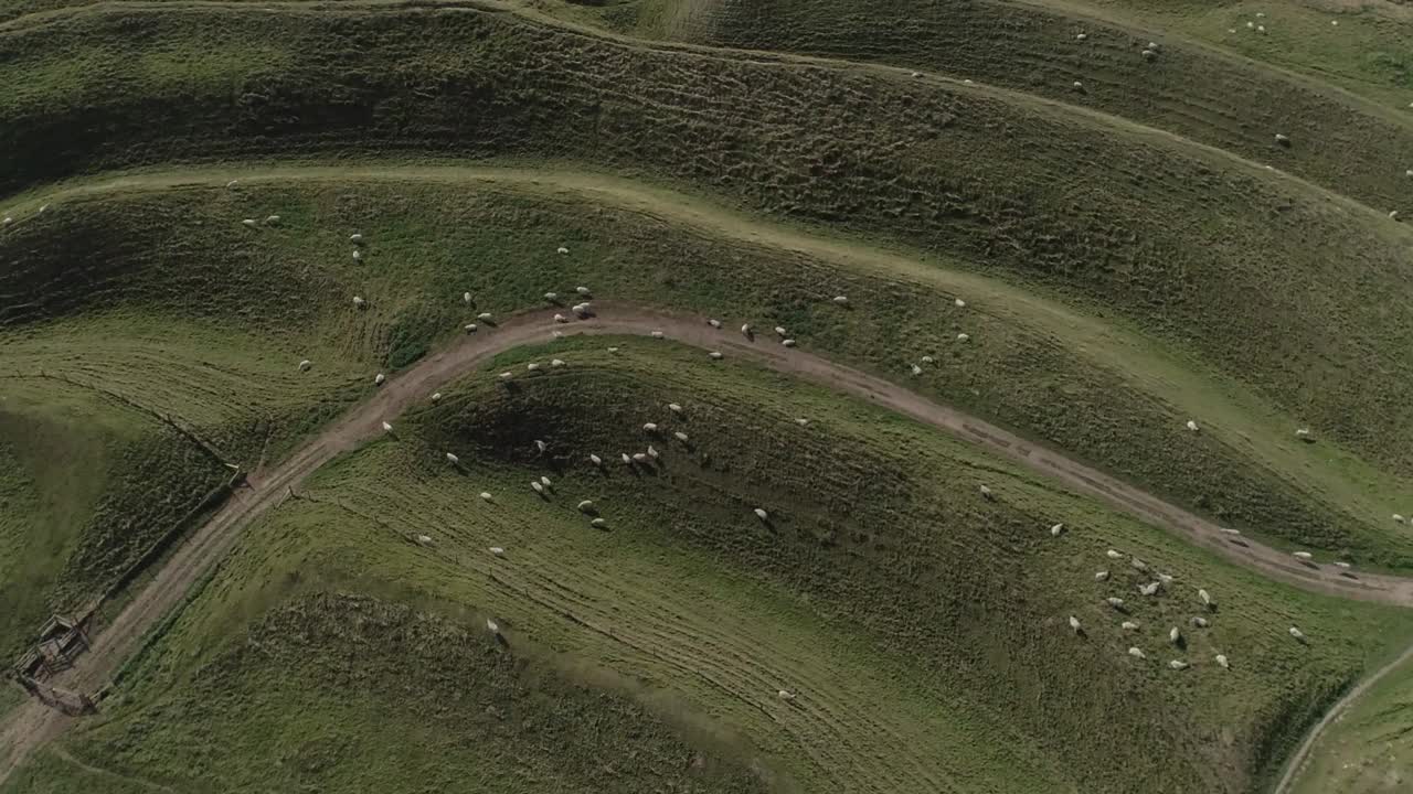 Sheep Grazing on Rolling Hills