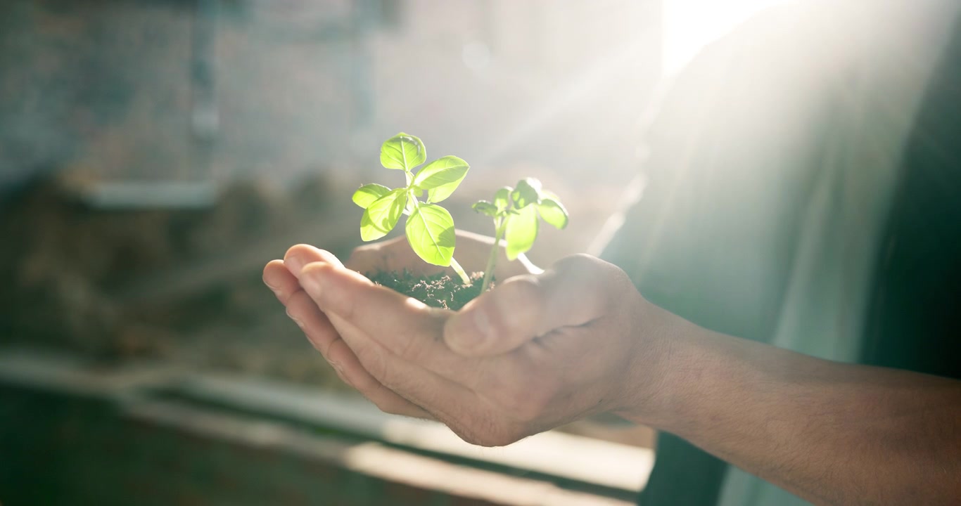 Person Holding Small Green Plant Seedling in Hands