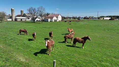 grazing group of happy horses on pasture of american farm