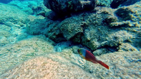 Following-fish-underwater,-POV-scuba-diving-view