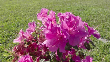 Close-up-of-pink-flowers-in-a-agrden