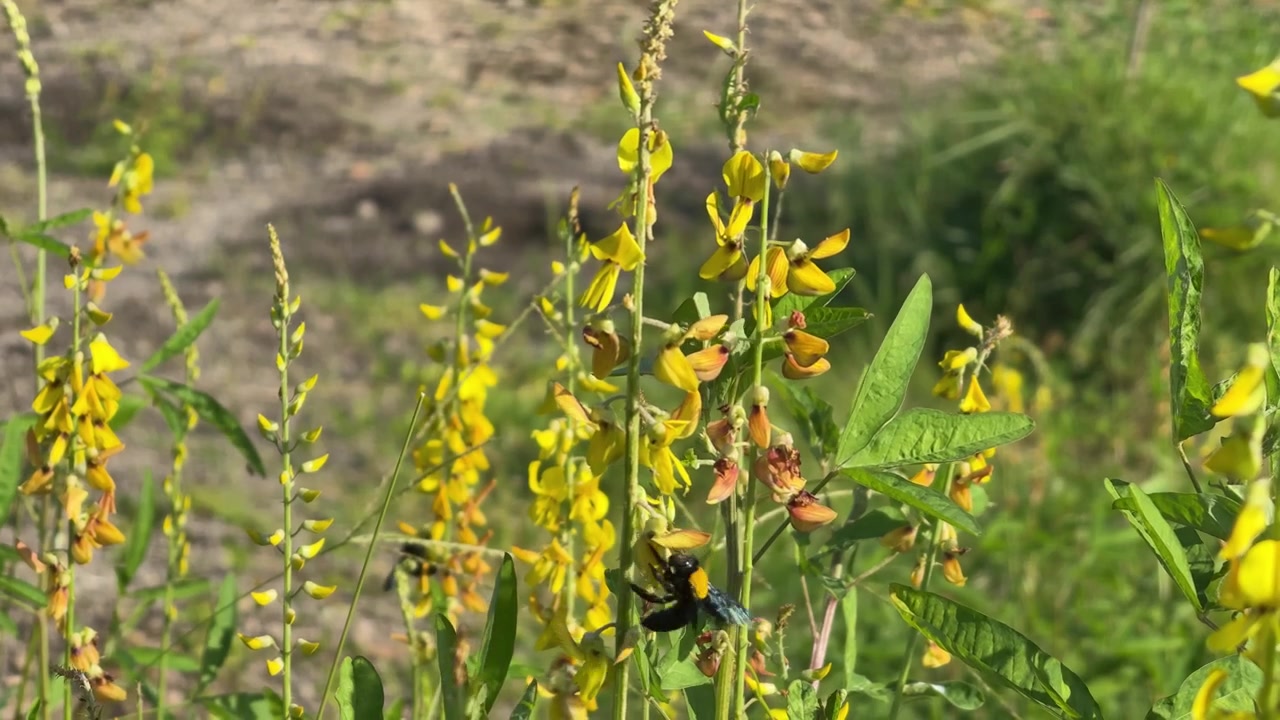 Bombo che impollina fiori gialli in un prato soleggiato