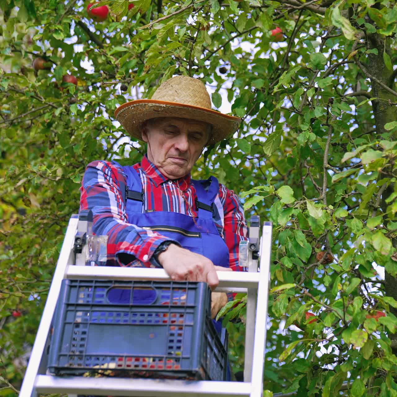 Farming agricultural industry in orchard. Professional farmer harvesting apples from the tree