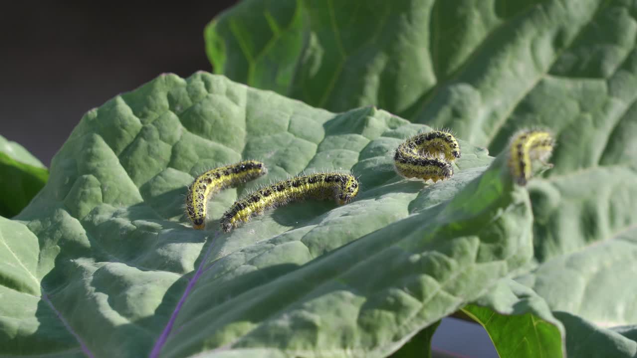 고추 잎에 있는 애벌레