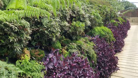 the beautiful flowers and grass beds of cameron highlands malaysia