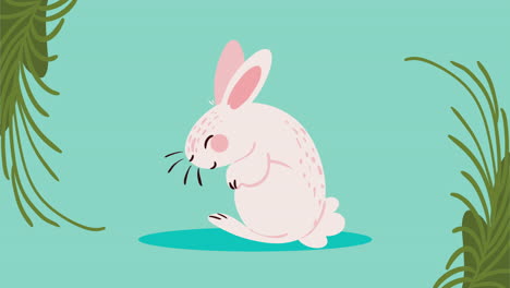 cute white rabbit animal animation