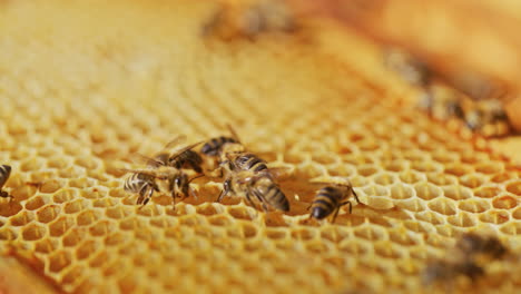 working bees on honeycomb in apiary