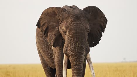 slow motion shot of portrait of elephant big 5 five standing facing camera alone not moving, african wildlife in maasai mara national reserve, kenya, africa safari animals in masai mara