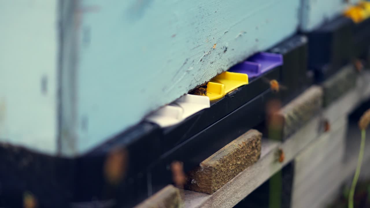 abejas melíferas que regresan a la entrada de la colmena, caja de madera para la apicultura