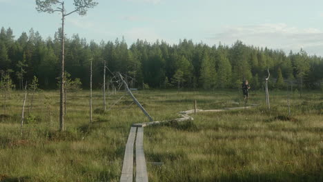 excursionista masculino caminando sobre tablas de madera en un paisaje de bosque y prado en el sendero de karhunkierros en una hermosa atmósfera de puesta de sol, finlandia, ruka