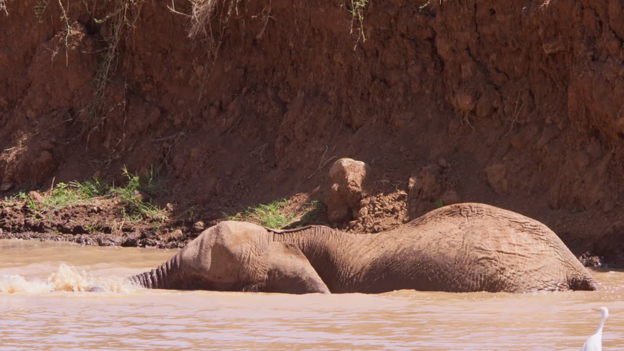 Afrikansk savanneelefant dykker ned i et vandhul.