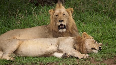 Rey-De-La-Selva---Dos-Leones-Descansando-En-El-Paisaje-Africano,-Estático