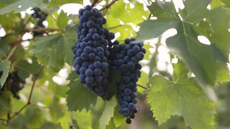 uva negra en un viñedo