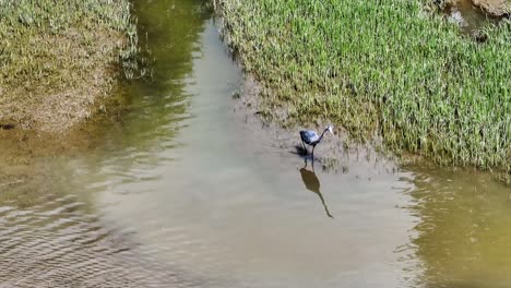 un solitario pájaro garza gris de patas largas vagando por un área pantanosa durante el día