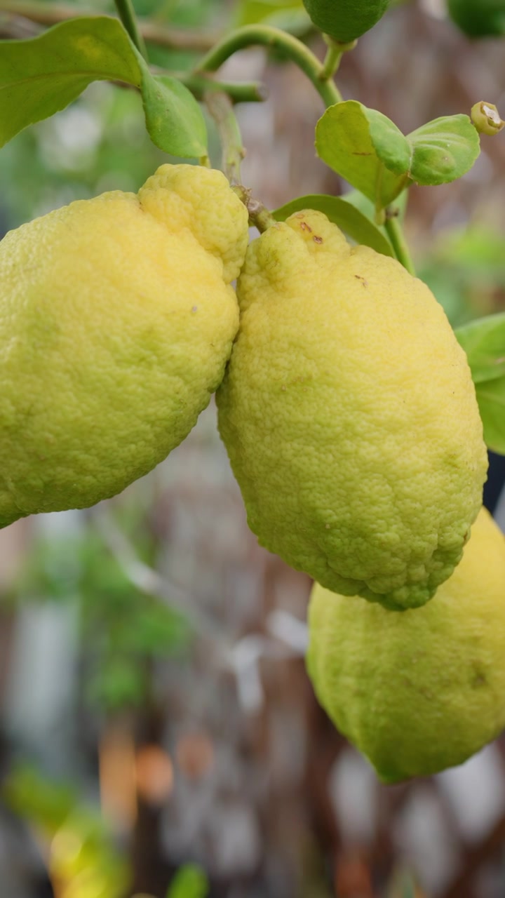 Limoni gialli e verdi che crescono su un ramo di un albero di agrumi, fornendo frutta fresca in un giardino.