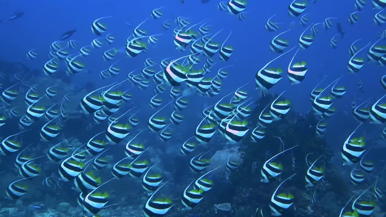 A school of hundreds of black and white bannerfish swimming towards the ocean floor