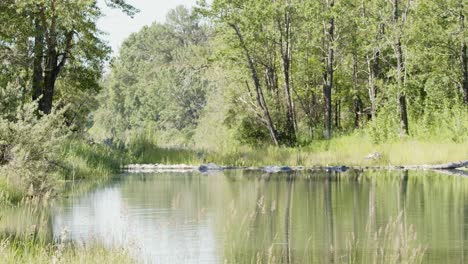 Peaceful-nature-scene:-wetland-pond-with-distant-beaver-dam,-water