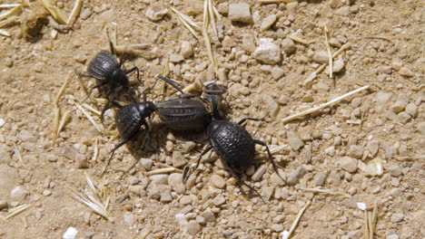 three beetles eating a dead beetle in the wild - part two