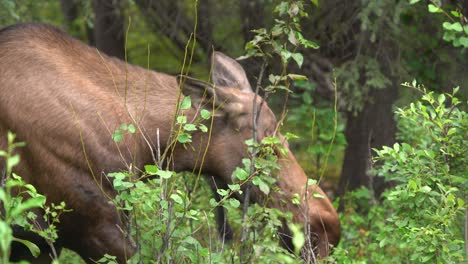 Alces-Comiendo-Plantas-En-El-Bosque