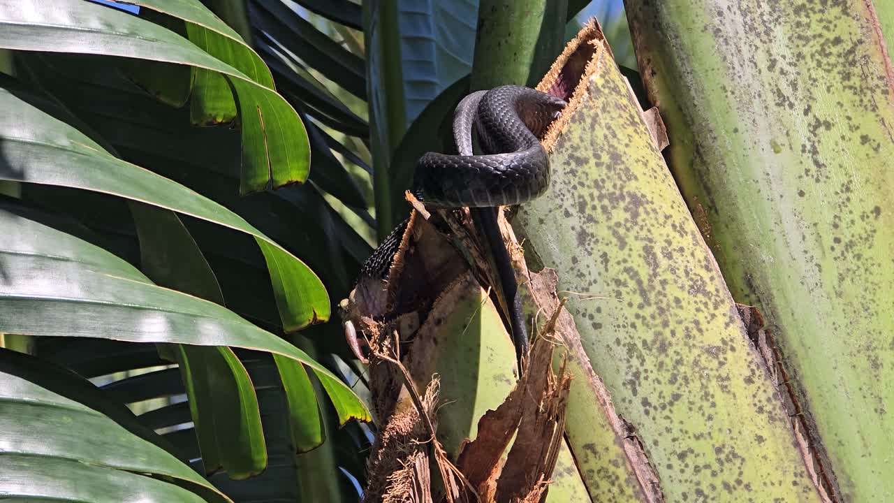 Snake coils around a palm tree trunk holding a frog tightly in its mouth, framed by lush green palm leaves and clear blue sky in a vibrant jungle scene.