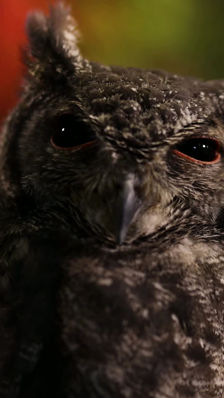 búho girando la cabeza, parpadeando contra un telón de fondo colorido