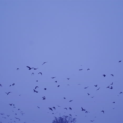 birds fly in winter conditions. black birds fly through snowflakes. crows in flight