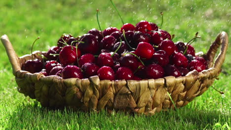 close-up of red cherry berries take a hand from a basket standing on the green grass