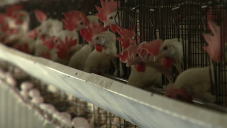 hens peck at feed in a trough at a chicken farm