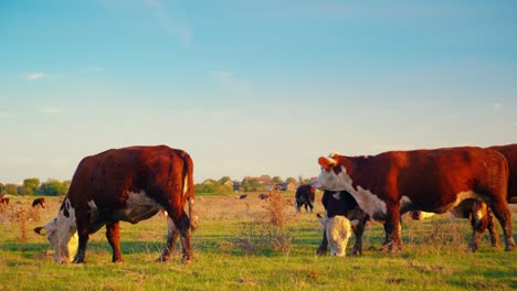 cows grazing in a field at sunset