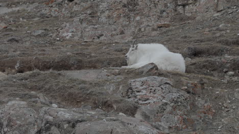 Rocky-Mountain-Goat-Resting-On-Rugged-Mountain-In-Yukon-Territory,-Canada