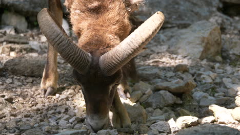 Close-up-shot-of-wild-ram-or-European-Mouflon-with-gigantic-horns-foraging-on-rocky-ground-in-summer---4K-High-quality-prores-footage