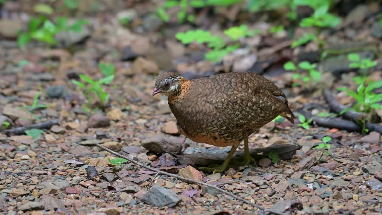 왼쪽으로 향해 눈과 몸을 움직이는 동안 삶에 대해 생각하고 작은,  ⁇ 질이 있는  ⁇ 무새 tropicoperdix chloropus, 태국