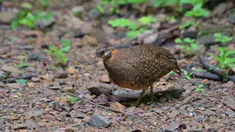 mirando hacia la izquierda pensando en su vida mientras mueve los ojos y el cuerpo una pequeña perdiz de pecho escamoso tropicoperdix chloropus, tailandia