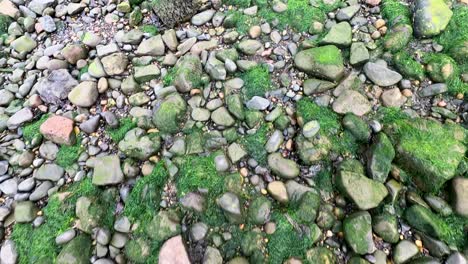 close-up of mossy rocks in edinburgh, scotland