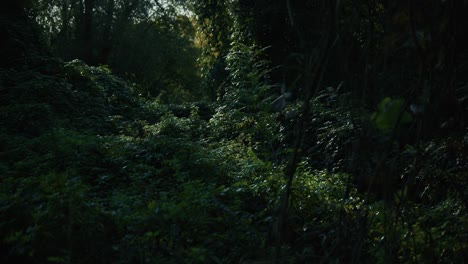 a lush overgrown forest path covered in dense vegetation at lonjsko polje krapje