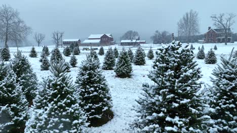 Árboles-De-Navidad-En-La-Granja-Durante-La-Tormenta-De-Nieve.