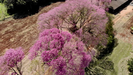 Aerial-view-of-a-beautiful-Flowering-pink-ipe-tree