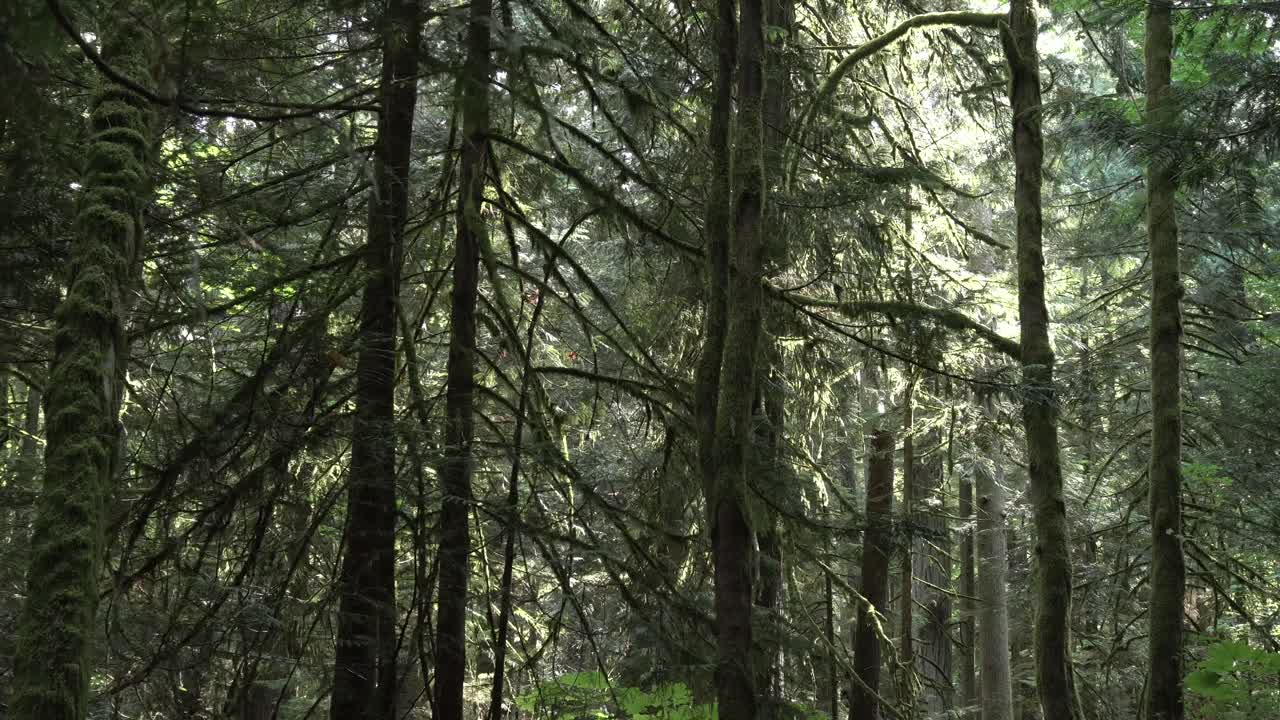 La telecamera esegue una panoramica da dietro un albero per mostrare una fitta foresta.