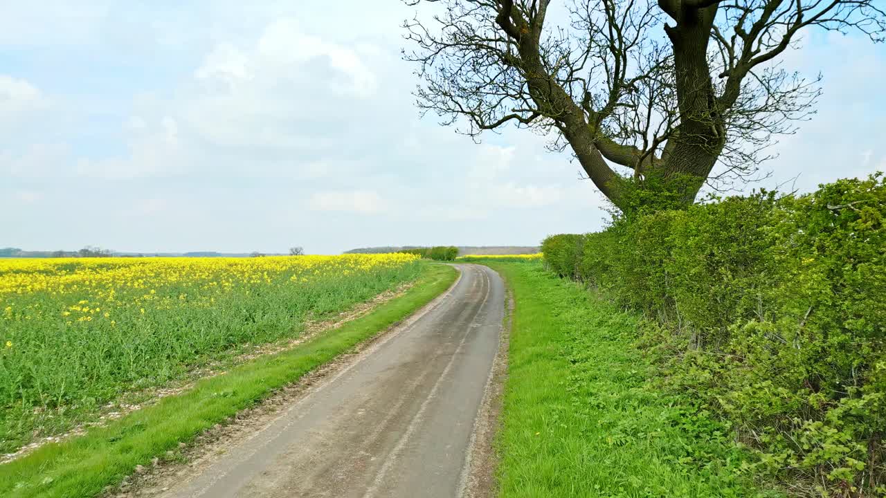A breathtaking bird's-eye view of a rapeseed field with two trees and a winding country road in the background