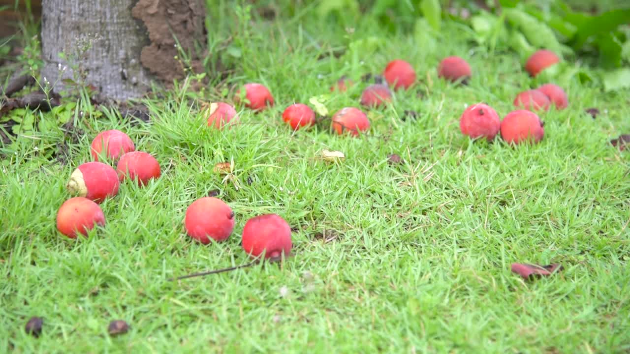 primer plano de la fruta roja que ha caído al suelo